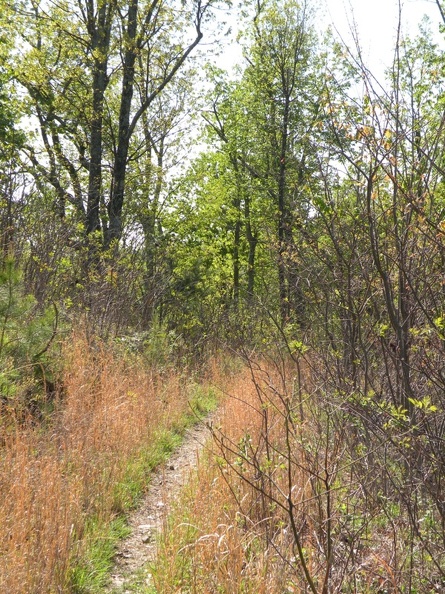 Lakeview Trail 6.jpg